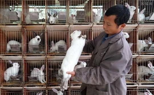 在农村养殖什么最赚钱