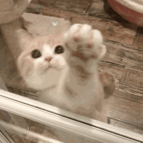 动态表情包小猫咪