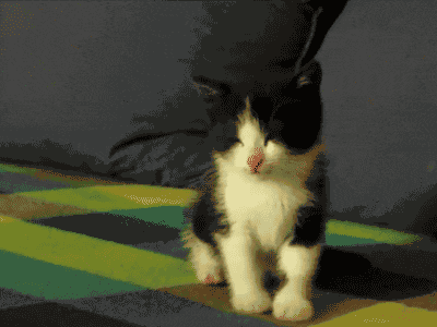壁纸动物猫猫咪小猫桌面400_300gif动态图动图