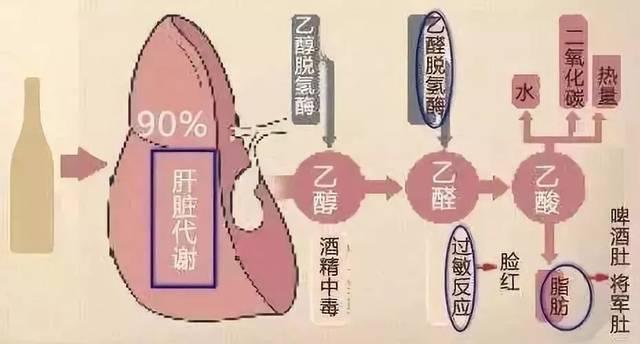 喝酒后容易脸红的人最好蚂蚁庄园