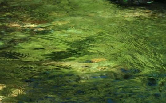 放松解压流水声:自然环境声音流水声鸟语声助眠治愈声