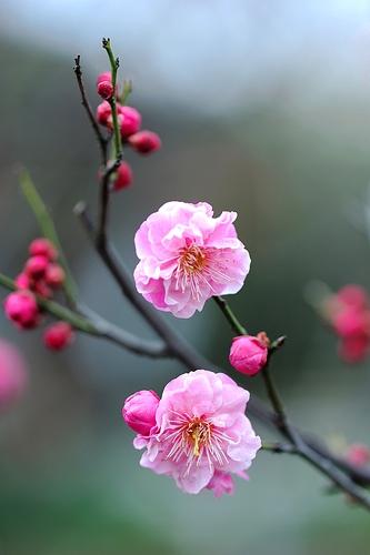 丰厚梅花介绍图片