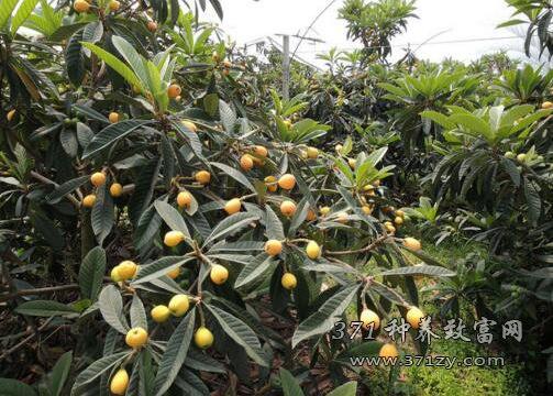 温室大棚种植什么最赚钱