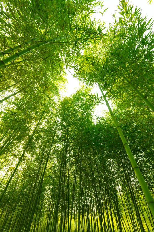 壁纸风景植物桌面682_1023竖版竖屏手机