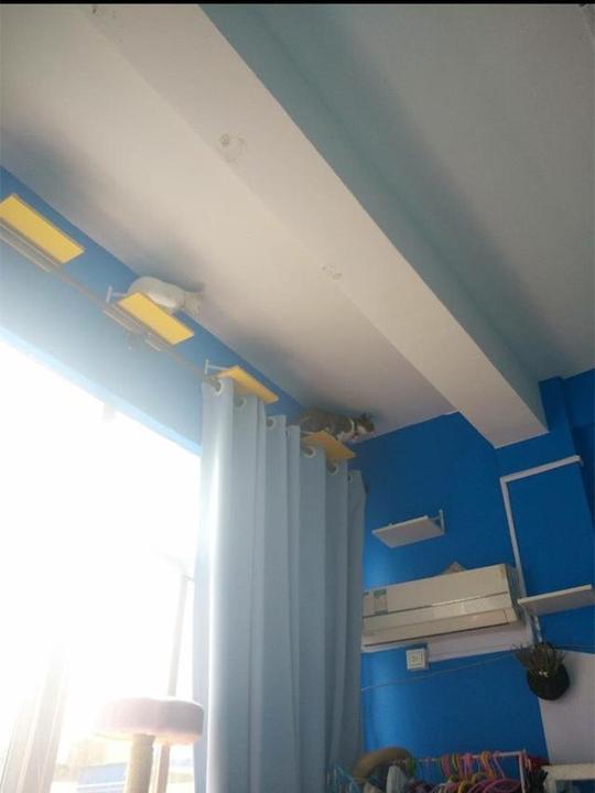 大学生在学校寝室养小猫,花400元装修出猫咖的范儿,惊艳啊