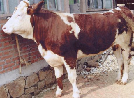 肉牛品种吉林改良牛西门塔尔牛养殖场