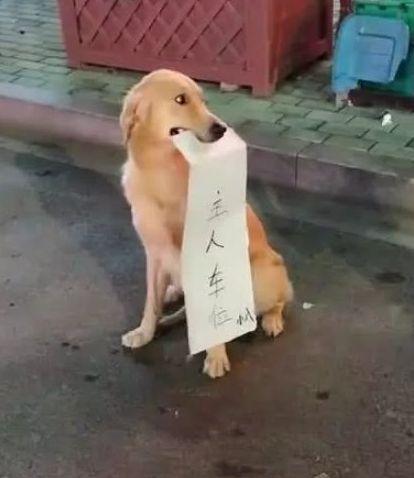 抖音又火了一只宠物狗，镜头拉近后看到嘴里的字，评论区“炸了”