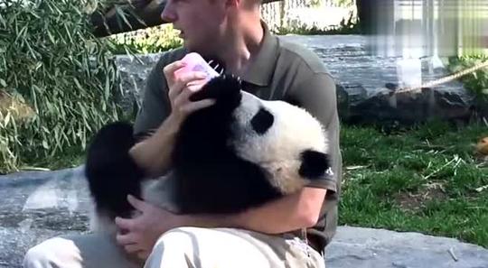 大熊猫被自己的宝宝吓了一跳,哈哈太搞笑了-腾讯视频