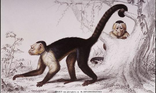 国外大师钢笔素描画国外大师钢笔彩色素描动物图片素材