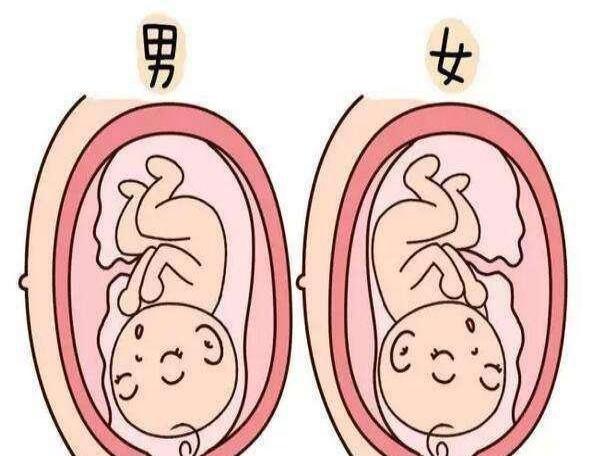胎盘前壁和胎盘后壁的区别图片