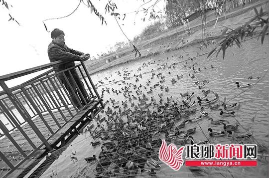 临沂磐龙湖农业生态园专做黑色产业的生态园