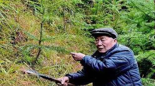 农村大叔种植400亩杉树一亩树可卖5000块你觉得赚钱不