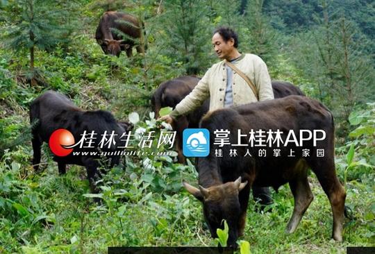 退伍老兵回家创业在山上养牛如今销售遇难题