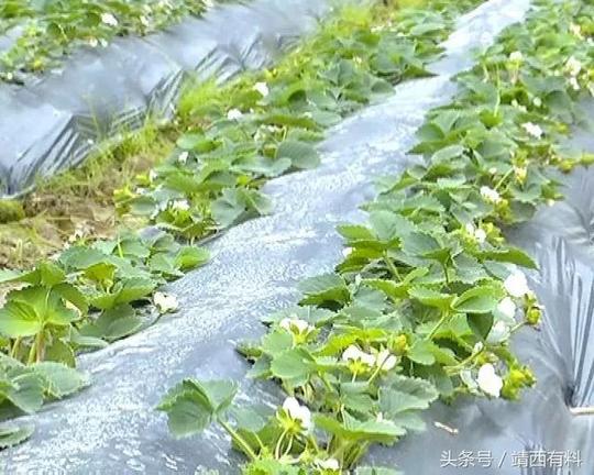 小草莓托起创业大梦想