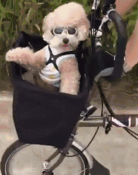 泰迪小色狗搞笑可爱萌萌哒gif