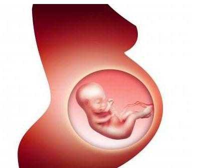 怀孕8个月胎儿图片