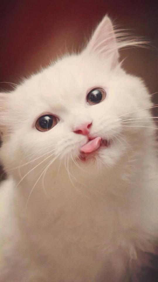 搞怪个性猫咪可爱动物大眼猫萌娃萌萌哒甜美系动物锁屏壁纸