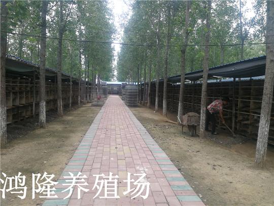 现在养殖肉兔赚钱吗_预计今年兔子市场价格行情如何