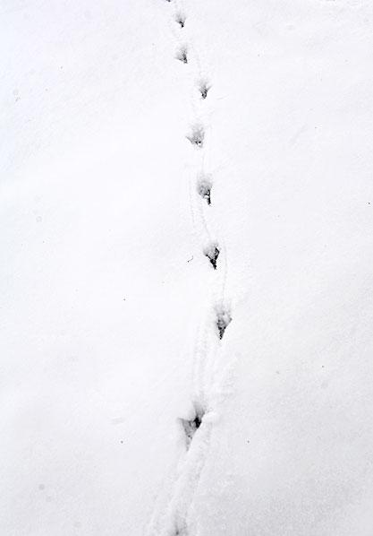 雪地上的动物脚印_图片大全—全景创意图库（quanjing.com）中国领先的正版图片视频素材网站
