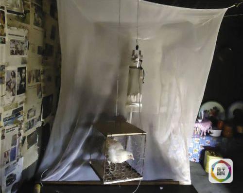 夏夜怕被蚊子咬?专家建议床旁放只鸡