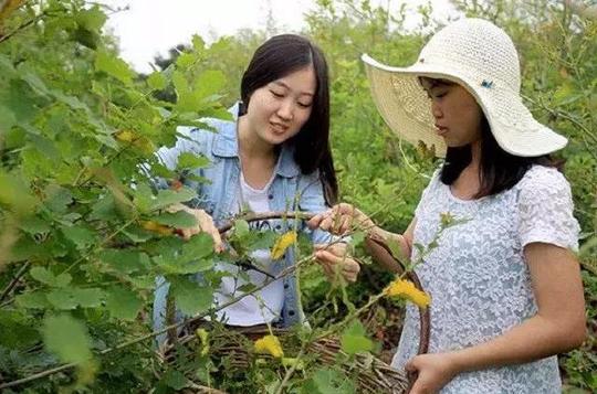 蚕学专业全班10人照顾蚕宝宝4年，这些高校冷门专业，你听过吗？