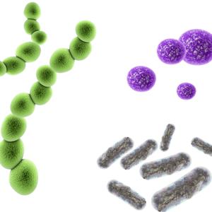 化脓性球菌的另一类常见的细菌