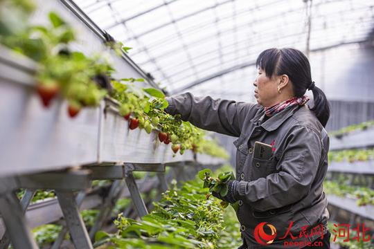 新春走基层丨大棚里的好“钱”景点赞返乡创业的年轻人