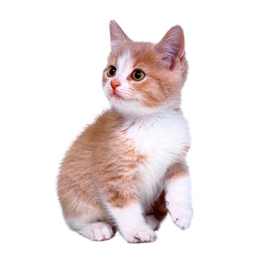 点击右侧免费下载按钮可进行动物猫png图片素材高速下载.