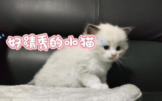 长达2分钟的奶猫短视频，清秀的小猫咪