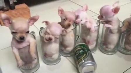 吉娃娃串串小奶狗图片