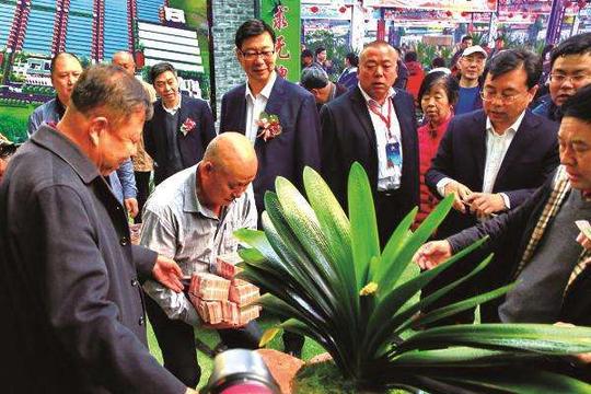 中国长春君子兰展会开幕,100万的君子兰争先恐后的