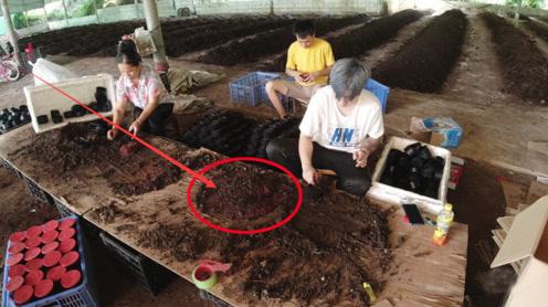 农村最具前景的赚钱行业，小伙又接了个大订单，一天赚了50000元