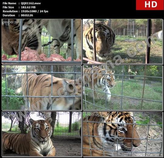 qq01162动物园老虎不定时走动歇息饲养员喂食动物姿态生活镜头实拍高清实拍视频素材