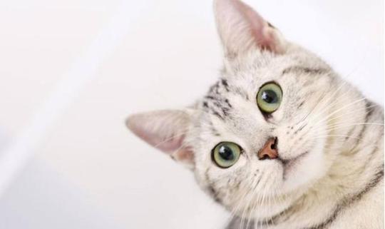 关于猫咪的冷门知识，铲屎官不知道可不行！快点get起来~