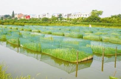 黄鳝尤其适应农村人工养殖,是农民致富的好门路.