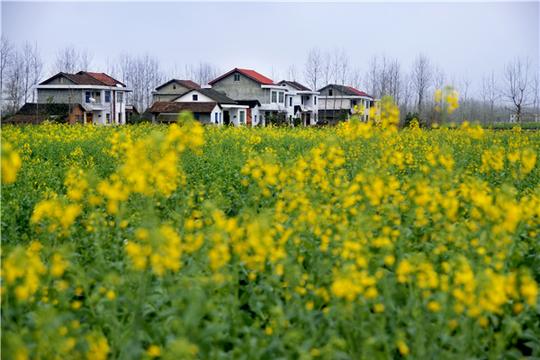 "美翻了,我的村"湖南常德花木村:花木致富惹人醉