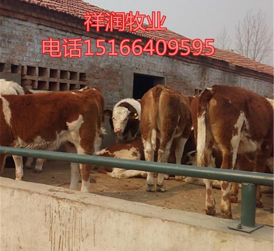 养牛的利润与风险和成本哪个品种牛好养殖利木赞夏洛莱西