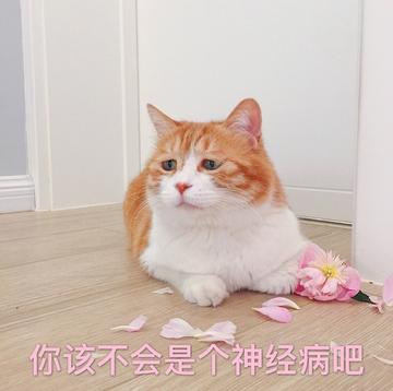  神经病猫搞笑QQ幽默表情包