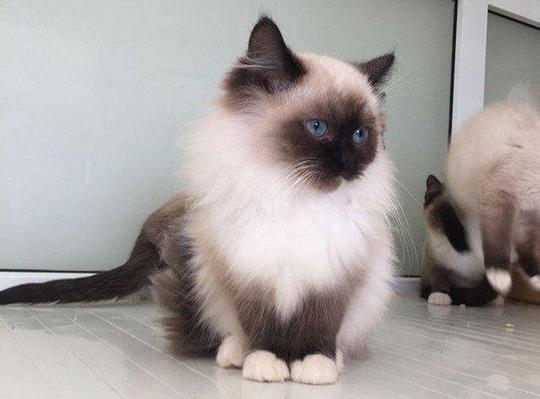 布偶猫海豹双色布偶猫活体母猫小猫咪cfa繁育权-3000元