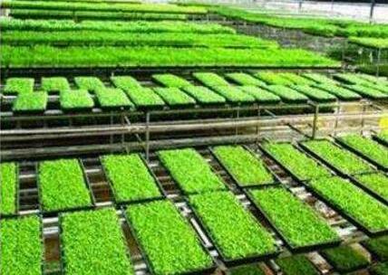 创业种芽苗菜怎么样