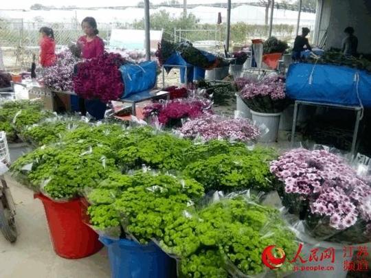 解码"花木之乡"江苏沐阳如何成为创业之乡