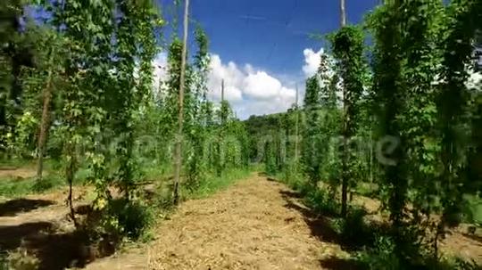 巴西霍普田植物生长在霍普农场，霍普种植园。新鲜和成熟的霍普斯准备收割。短视频