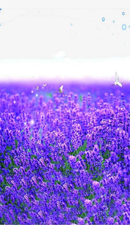 紫色梦幻熏衣草花海素材