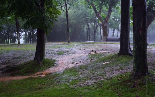 武汉东湖公园的雨声,白噪音，雨声催眠，~~~