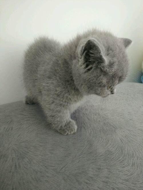 50多天自家繁育矮脚,猫爸是赛级获奖猫