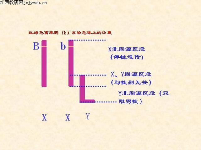 染色体异常怀孕后需要做什么检查