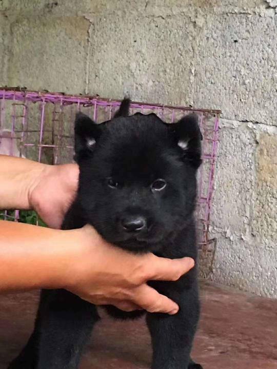 广西土猎犬，极品辟邪五黑神犬，虎头方嘴，黑舌，正中立尾，喜欢
