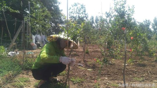 农村创业记软籽石榴种植之肖大姐带你了解石榴嫁接后每个时期管理