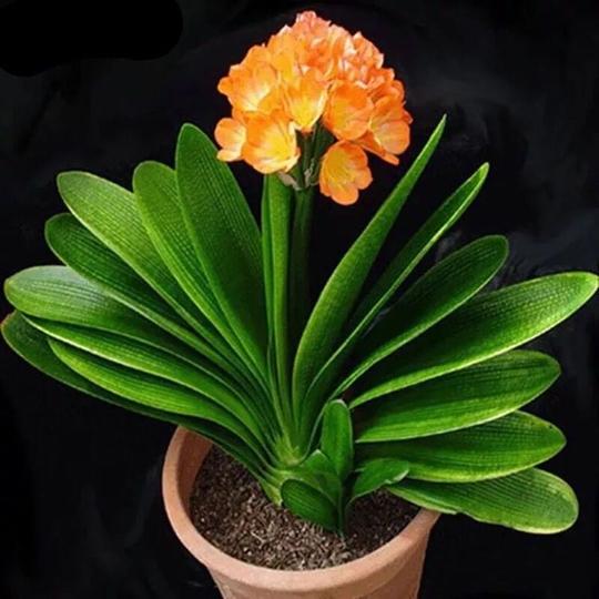 夏夜蚊虫泛滥难除?新型灭蚊技能“绿植香气法”环保管用又省钱