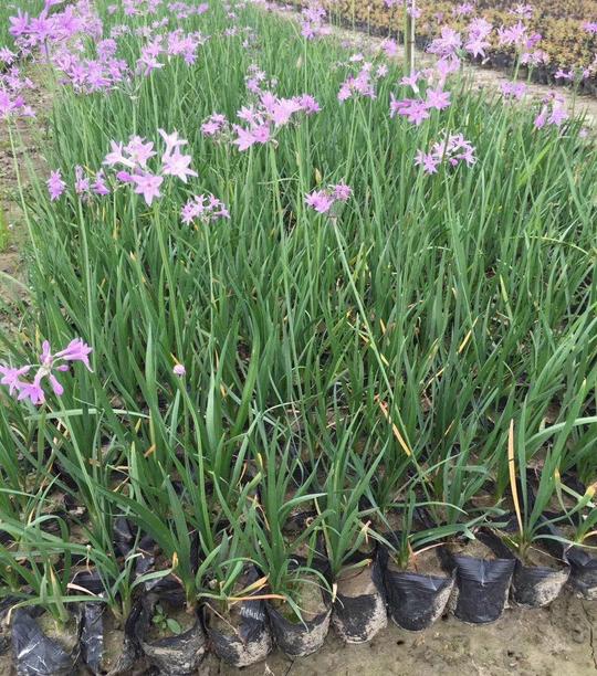 紫娇花基地供应园林绿化工程采购批发各种草花